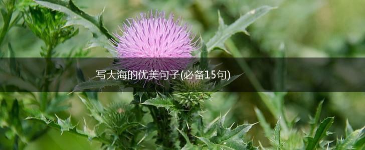 写大海的优美句子(必备15句),第1张