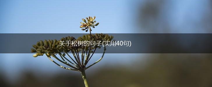 关于松树的句子(实用40句),第1张