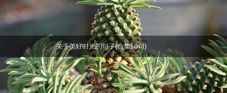 关于美好时光的句子(合集50句),第1张