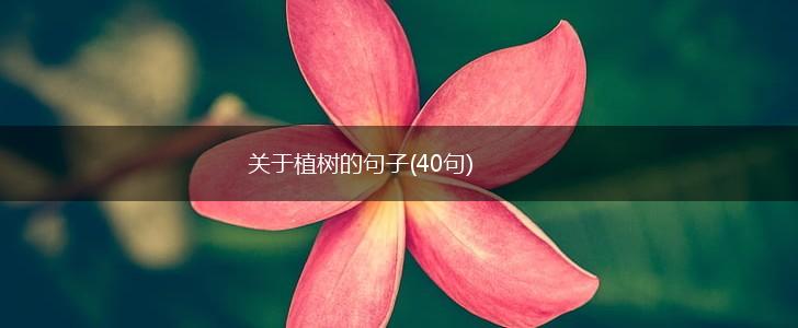 关于植树的句子(40句),第1张
