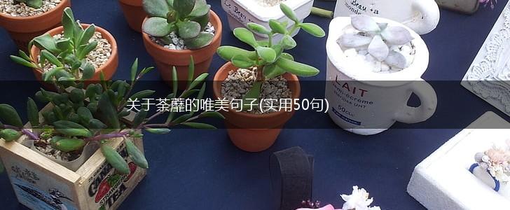 关于荼蘼的唯美句子(实用50句),第1张