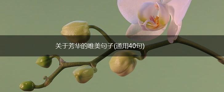 关于芳华的唯美句子(通用40句),第1张