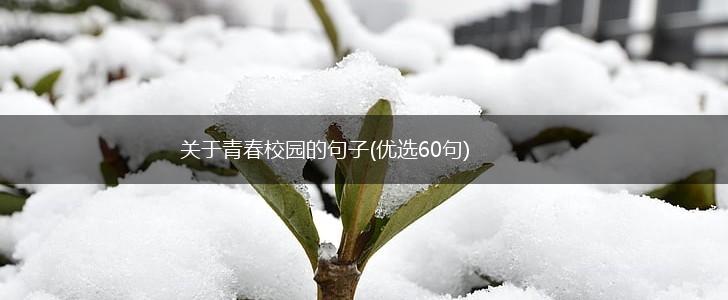 关于青春校园的句子(优选60句),第1张