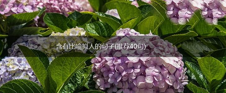 含有比喻拟人的句子(推荐40句),第1张