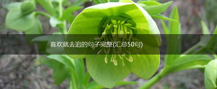喜欢就去追的句子完整(汇总50句),第1张