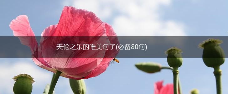 天伦之乐的唯美句子(必备80句),第1张