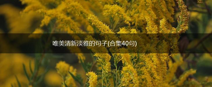 唯美清新淡雅的句子(合集40句),第1张