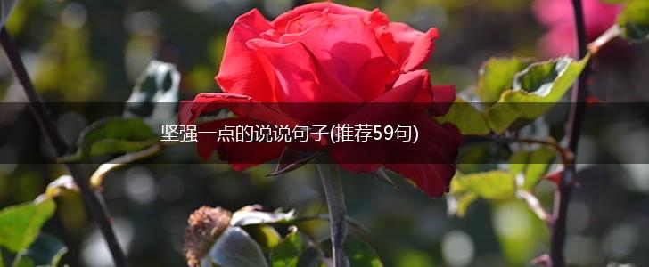 坚强一点的说说句子(推荐59句),第1张