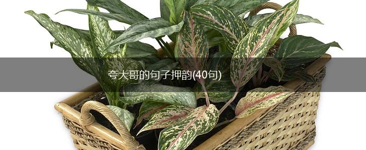 夸大哥的句子押韵(40句),第1张