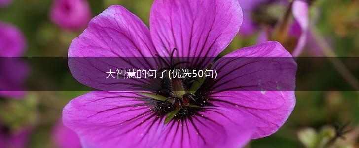 大智慧的句子(优选50句),第1张