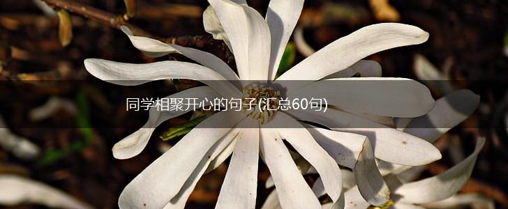 同学相聚开心的句子(汇总60句),第1张