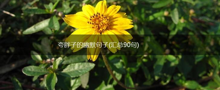 夸胖子的幽默句子(汇总90句),第1张