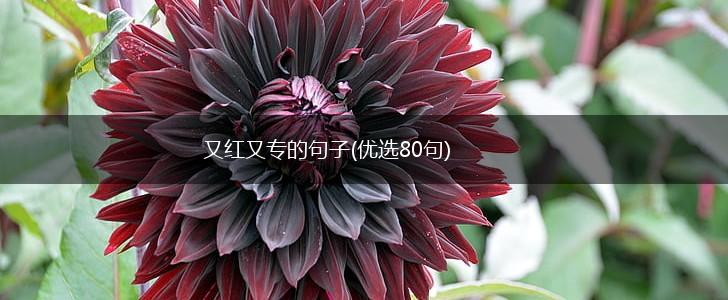 又红又专的句子(优选80句),第1张