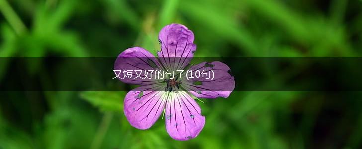 又短又好的句子(10句),第1张