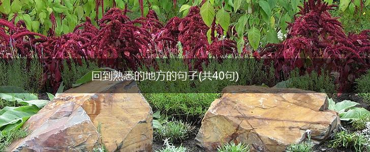回到熟悉的地方的句子(共40句),第1张