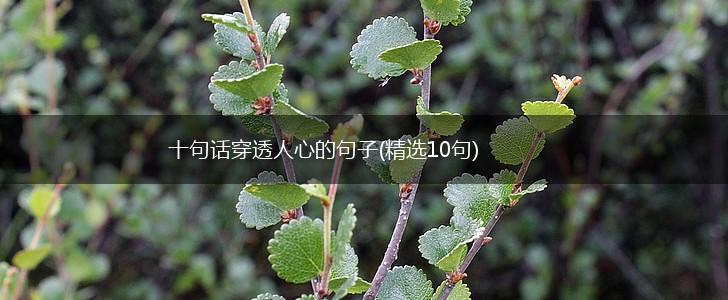 十句话穿透人心的句子(精选10句),第1张