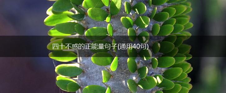 四十不惑的正能量句子(通用40句),第1张