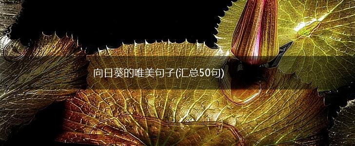 向日葵的唯美句子(汇总50句),第1张
