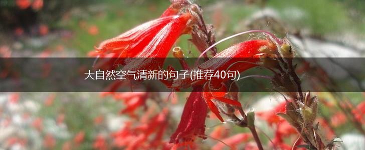 大自然空气清新的句子(推荐40句),第1张