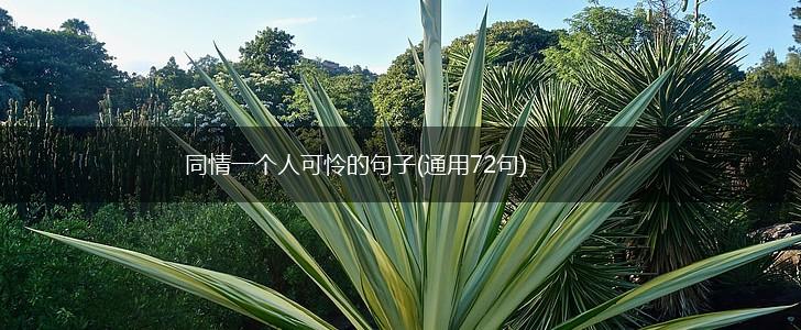 同情一个人可怜的句子(通用72句),第1张