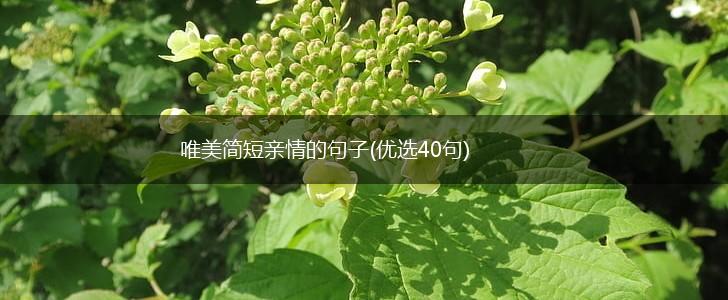 唯美简短亲情的句子(优选40句),第1张