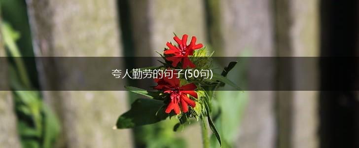 夸人勤劳的句子(50句),第1张
