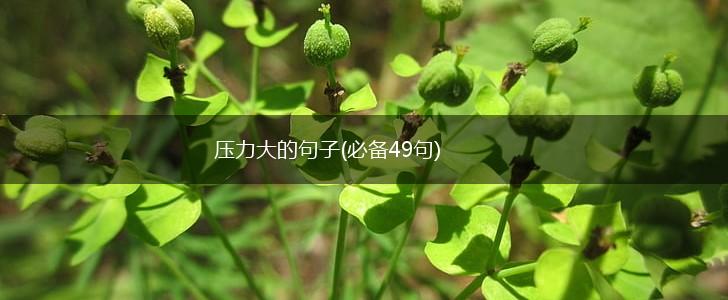 压力大的句子(必备49句),第1张