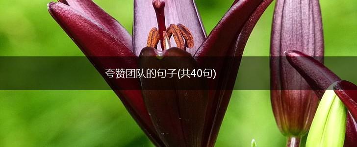 夸赞团队的句子(共40句),第1张