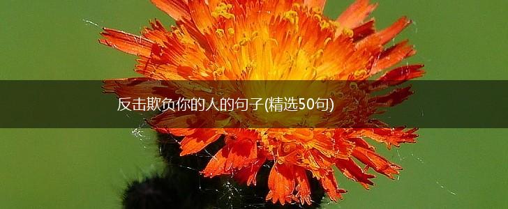 反击欺负你的人的句子(精选50句),第1张