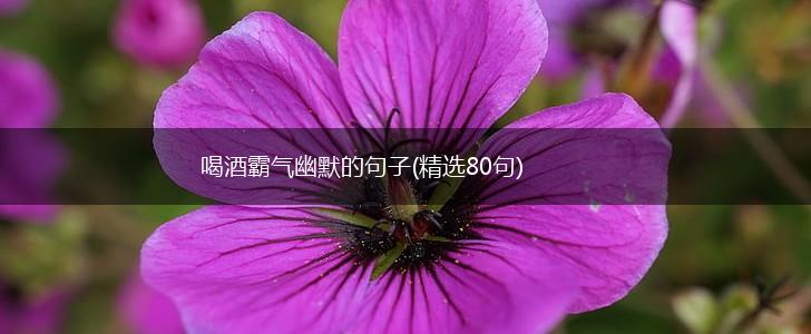 喝酒霸气幽默的句子(精选80句),第1张