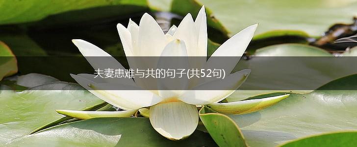 夫妻患难与共的句子(共52句),第1张