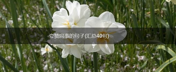 夸赞同事的句子(汇总40句),第1张