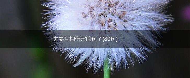 夫妻互相伤害的句子(80句),第1张