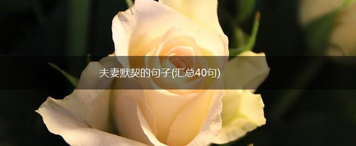夫妻默契的句子(汇总40句),第1张