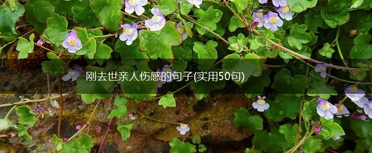 刚去世亲人伤感的句子(实用50句),第1张