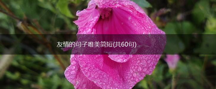 友情的句子唯美简短(共60句),第1张