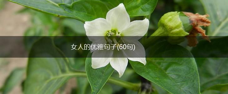 女人的优雅句子(60句),第1张