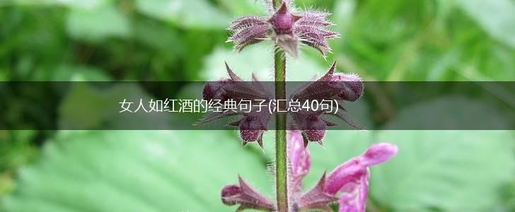 女人如红酒的经典句子(汇总40句),第1张