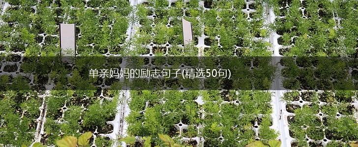 单亲妈妈的励志句子(精选50句),第1张