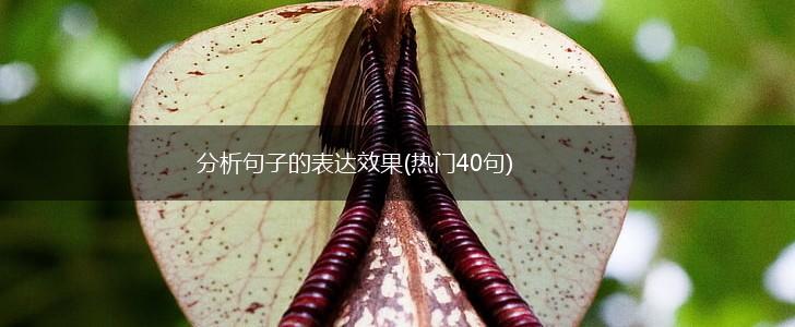 分析句子的表达效果(热门40句),第1张