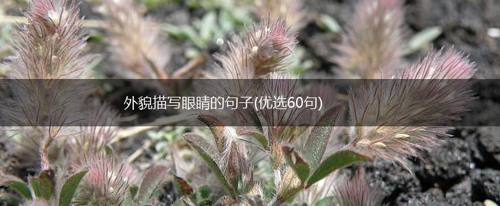 外貌描写眼睛的句子(优选60句),第1张