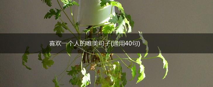 喜欢一个人的唯美句子(通用40句),第1张
