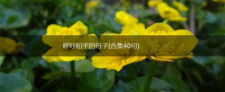 呼吁和平的句子(合集40句),第1张