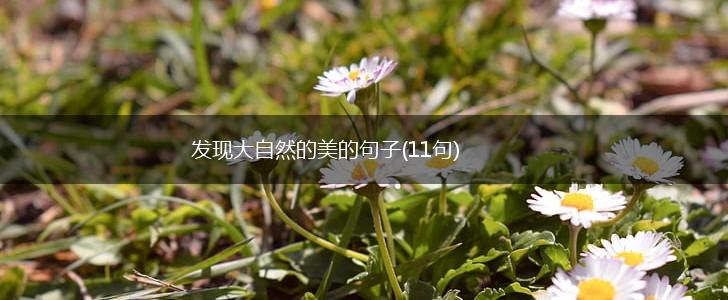 发现大自然的美的句子(11句),第1张