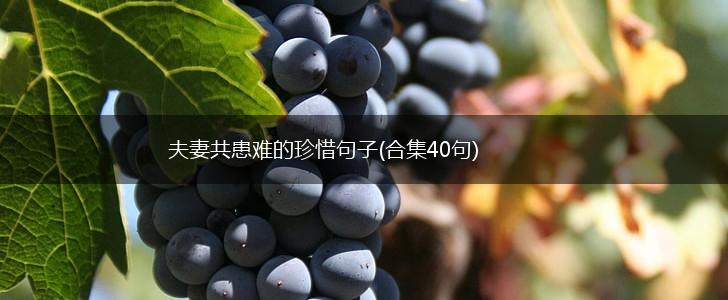 夫妻共患难的珍惜句子(合集40句),第1张