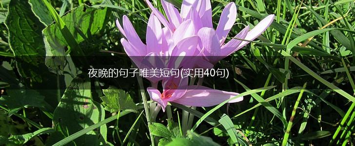 夜晚的句子唯美短句(实用40句),第1张