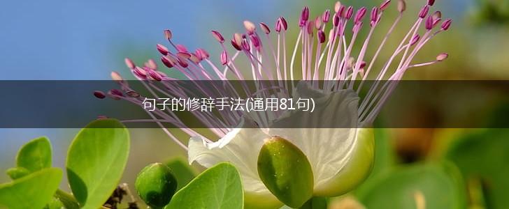 句子的修辞手法(通用81句),第1张