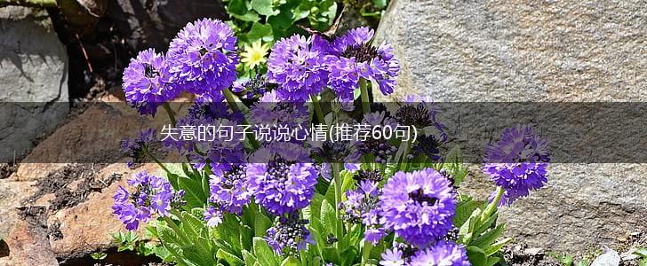 失意的句子说说心情(推荐60句),第1张