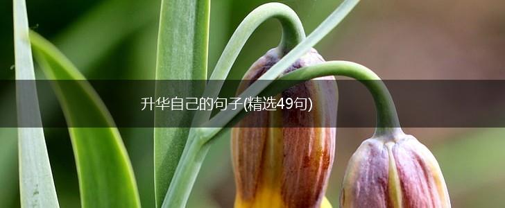升华自己的句子(精选49句),第1张
