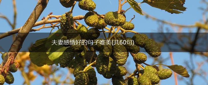 夫妻感情好的句子唯美(共60句),第1张